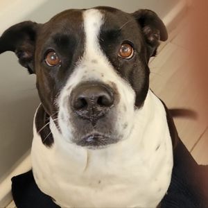 Meet your Posher, Josie